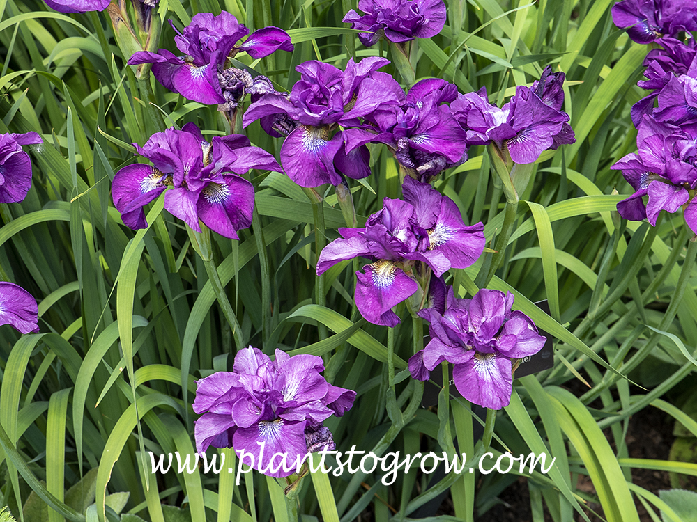 Tumble Bur Siberian Iris (Iris siberica)